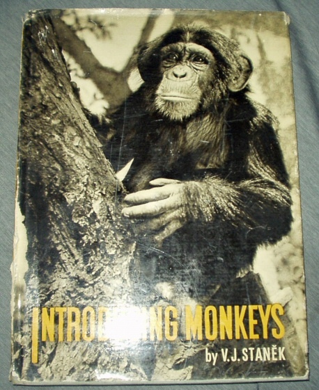 Image for Introducing Monkeys